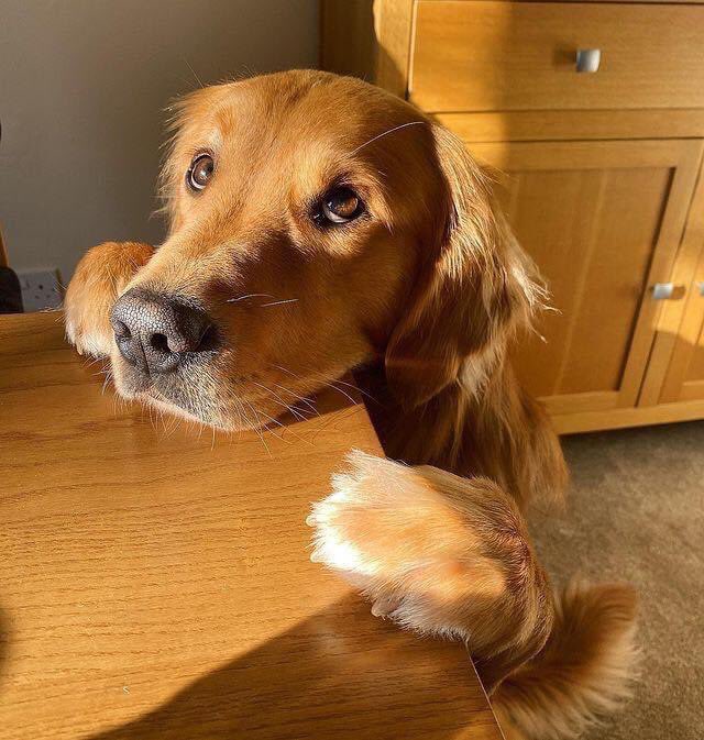 Buen día humano, ¿ya está el desayuno?