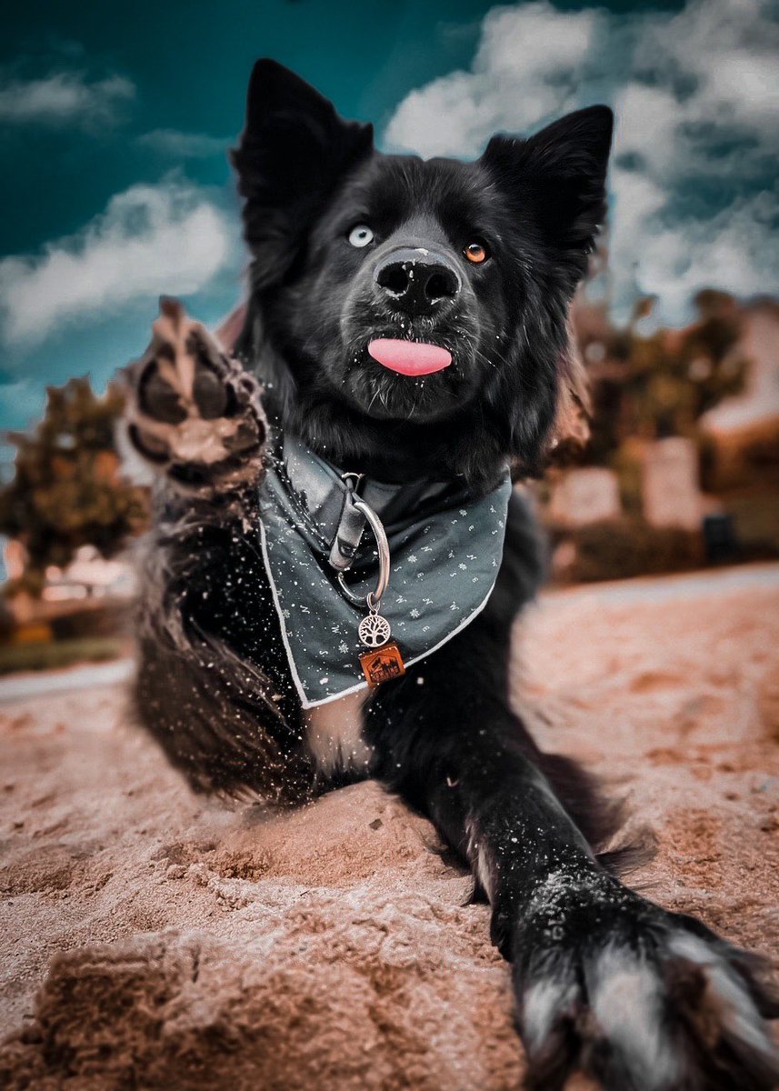 introducing_hati tweet media