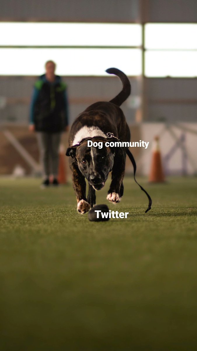 wild_dynamics's tweet photo. Im all for it 💞😂 #woofnottweet #DogsofTwittter #twitterdogs #dogsontwitter https://t.co/7g2R97AylT