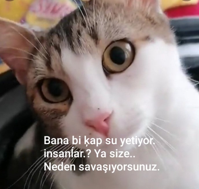 Ümit Gürkan AKYOL (@grkanakyol17) on Twitter photo 