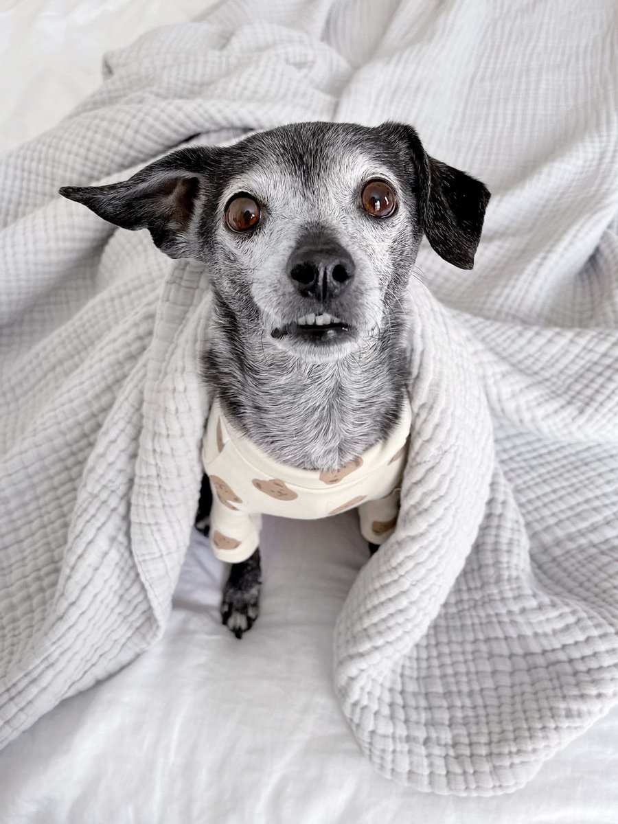 it is a snacky and snoozle kind of day. 
#dogsoftwitter #dogtwitter #SundayThoughts #SeniorPupSaturday