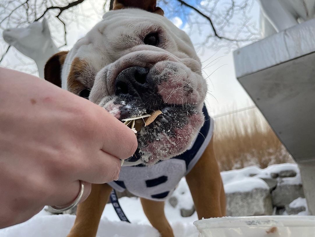 Thanks for stopping by, @thebutlerblue! 💙 We’ll look forward to your visit during the next #BigDawgsTour! 🥰🐶 

#KOPPS #KoppsFrozenCustard #BigDawgsTour #ButlerBlueIV #KoppsCustard #TreatYourself 

📷: @thebutlerblue