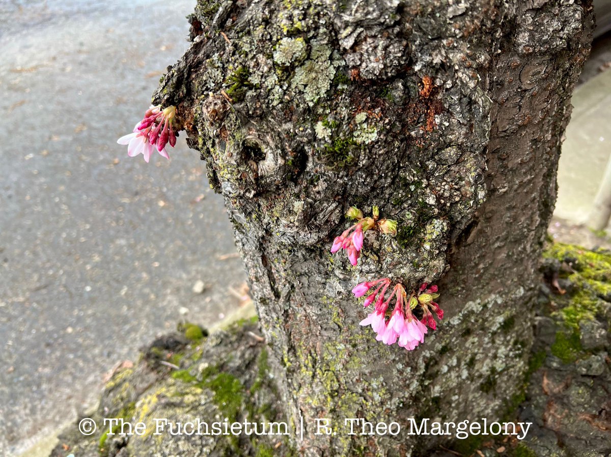 FuchsiariusToo's tweet photo. Scene in Portland. Some cheery cauliflory on a rainy day. https://t.co/o2oFUMRZbj
