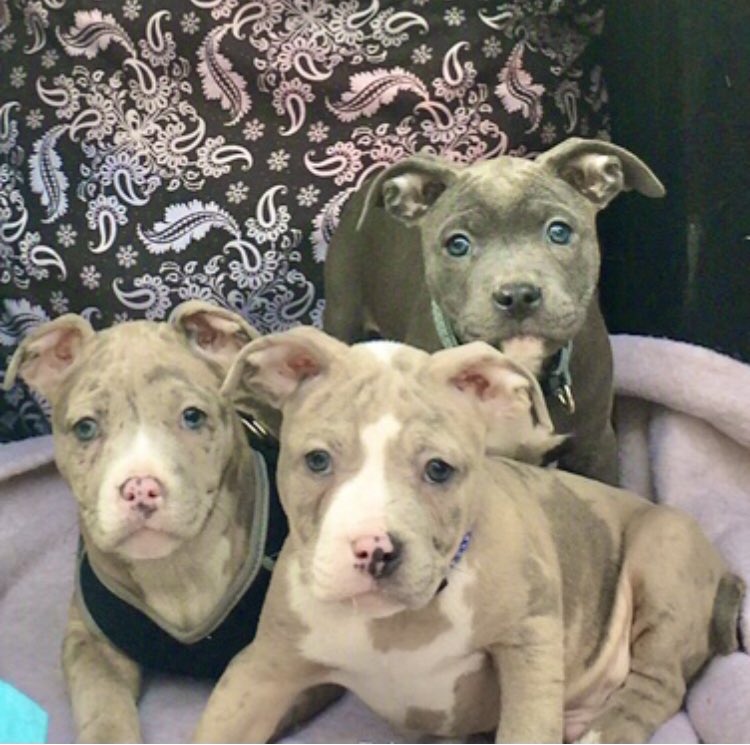 Blessfinesse1's tweet photo. #DogMom #DogLover #Doglife #UpSouthKennel  🐾 https://t.co/Mqp4Lid4mN
