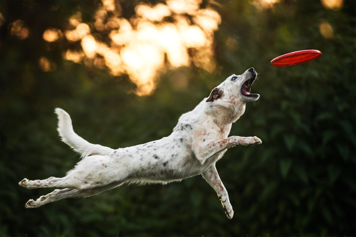 Dazzle_everything tweet media