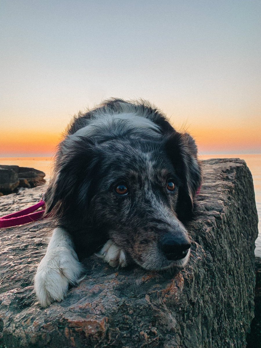 Cali_thesuperaussie tweet media