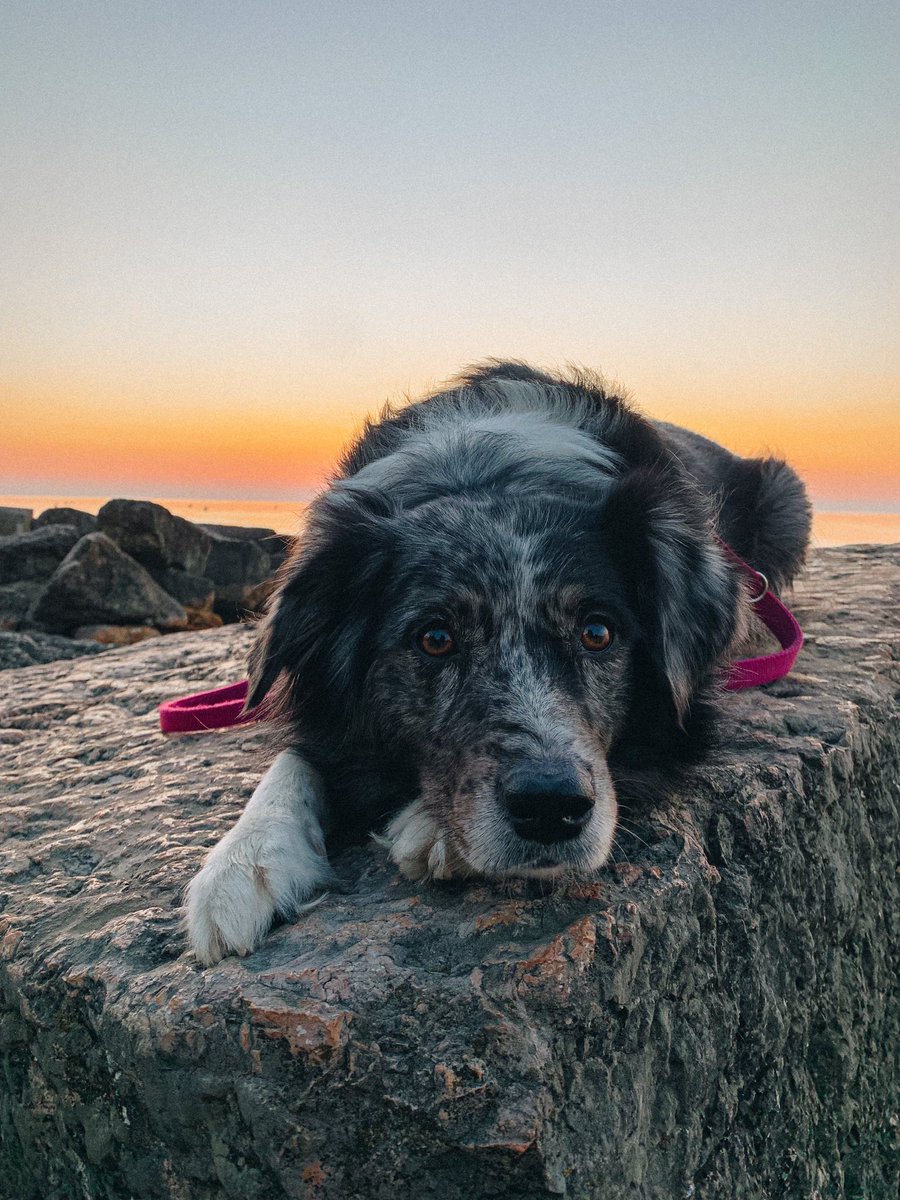 Cali_thesuperaussie tweet media