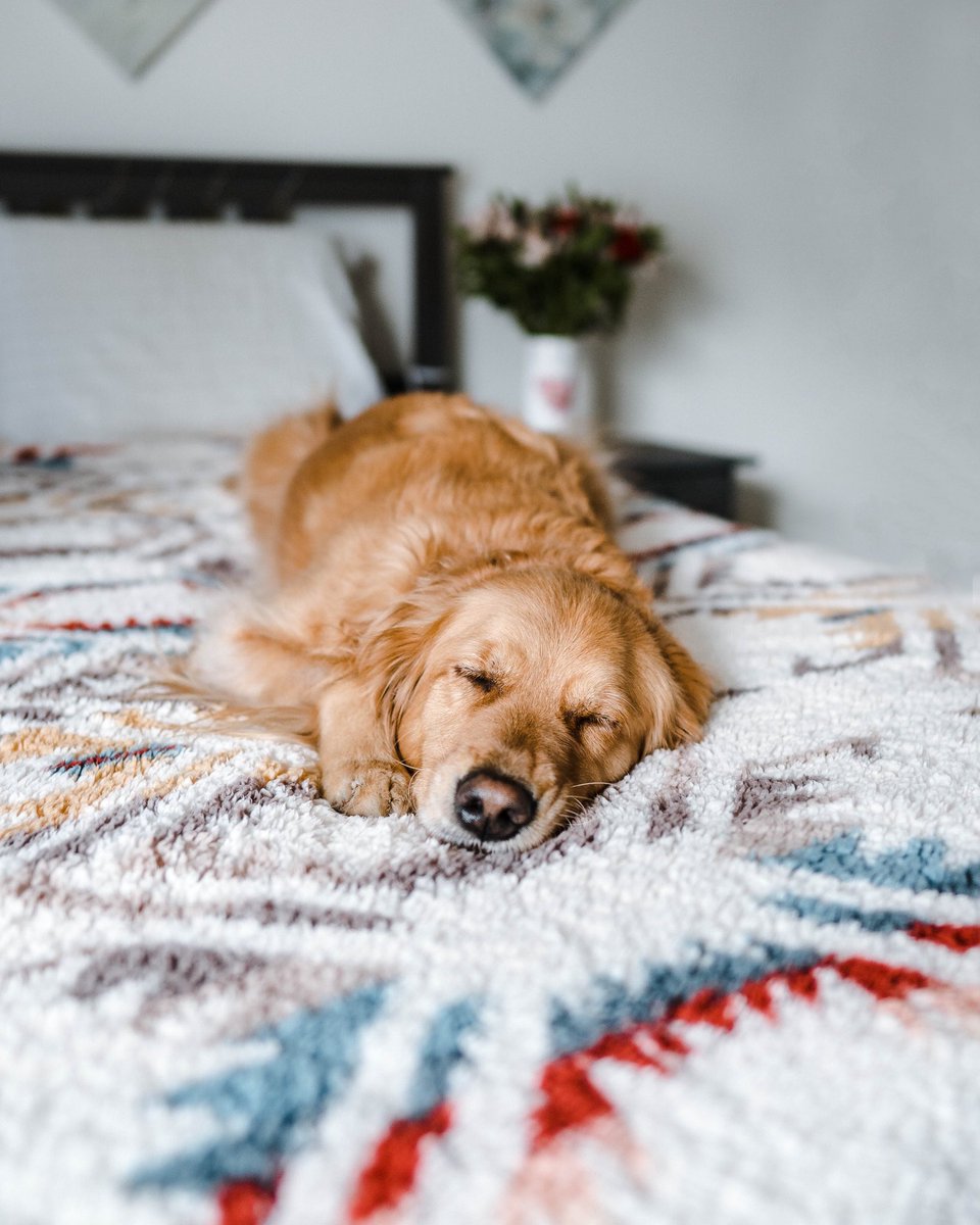 Juliana | My Golden Adventure tweet media