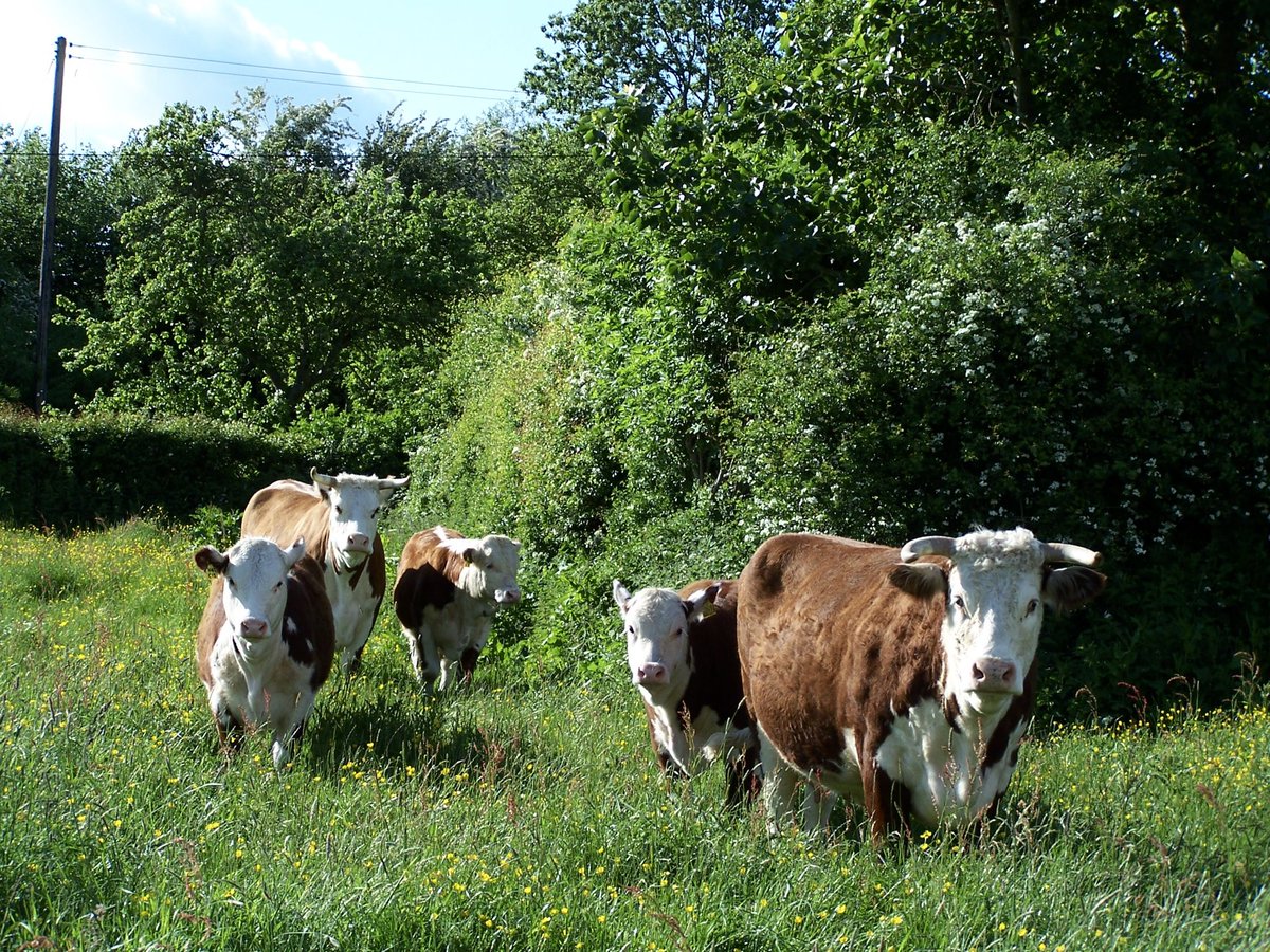 BoycefieldFarm's tweet photo. A flashback 15 years in time to the summer of 2007, before the days of dehorning. There’s some legendary cows pictured here who’s genetics still run through our herd today! #BoycefieldHerefords #WorkingCattle https://t.co/KCjvuL3ptv