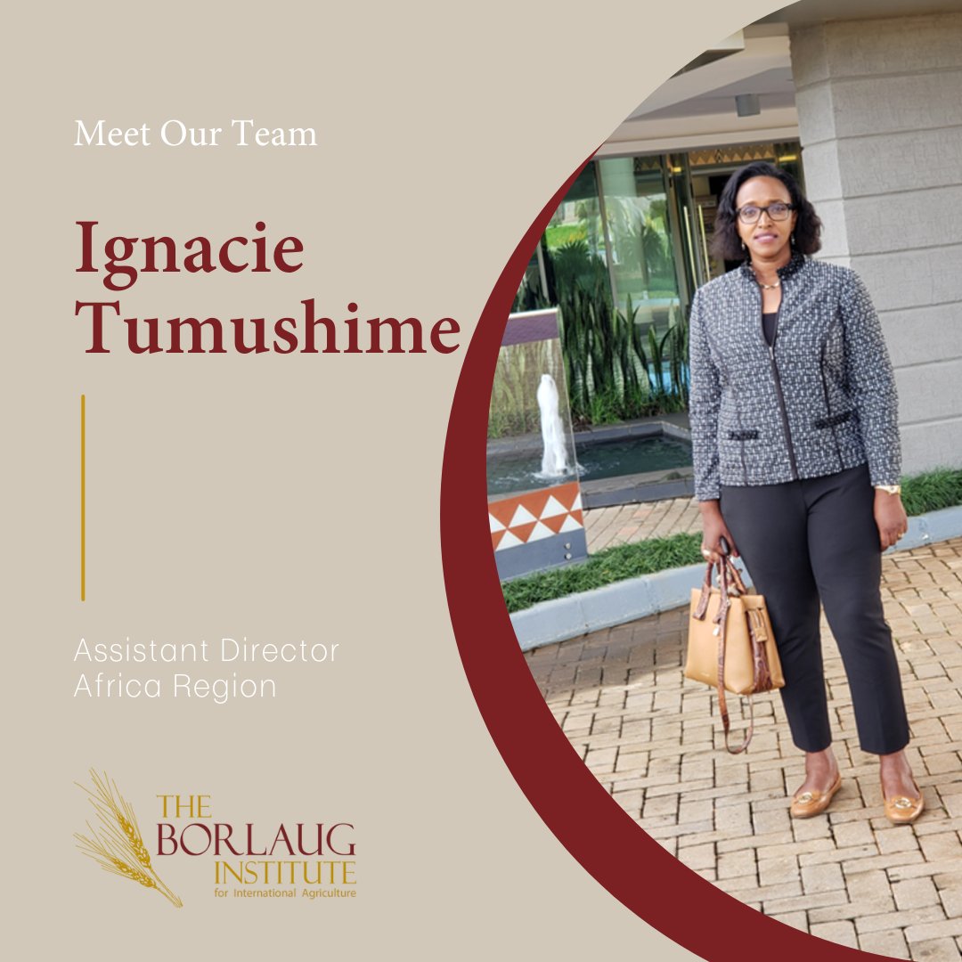 BorlaugTAMU's tweet photo. Meet Dr. Ignacie Tumushime!

Dr. Tumushime is our Assistant Director of the Africa Region and joined the team in 2019. A native Rwandan, she attended @Uni_Rwanda, @AgroBioTech, and @TAMU. 

@IgnacieNgenzi #meetourteam #staffhighlights https://t.co/wyHdCJ3Q94