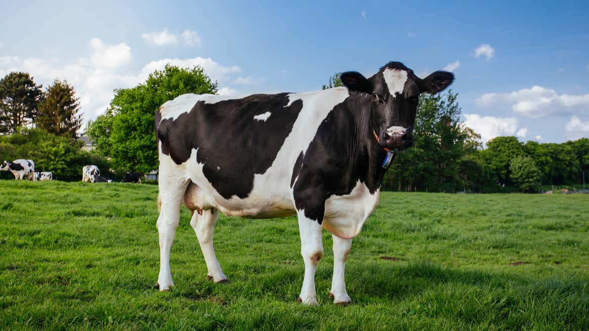 TheOnion's tweet photo. Greatest Genius In Cow History Killed, Eaten https://t.co/58dCvekEDq https://t.co/VGVfbp427i