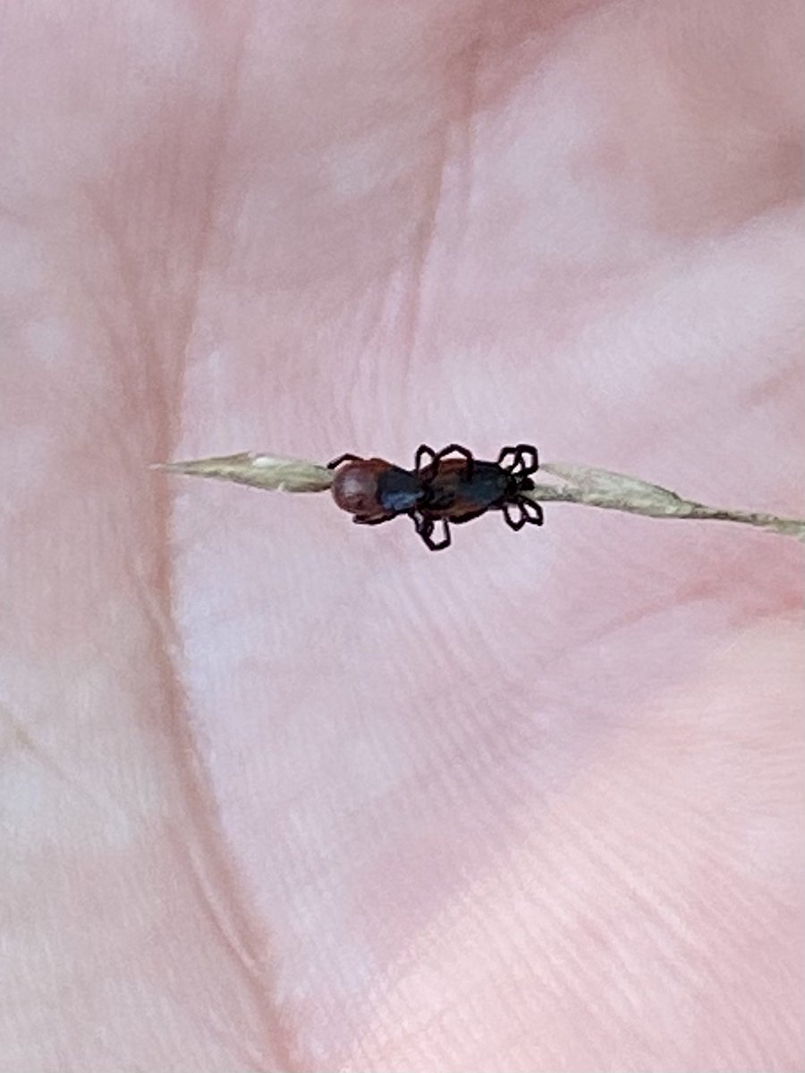 I usually don’t hand collect ticks, but when I do… you know there has to be a reason! I couldn’t help myself today in Napa County! Ix. pacificus out in abundance! #ticktalk #medentoAF #vampiresIRL