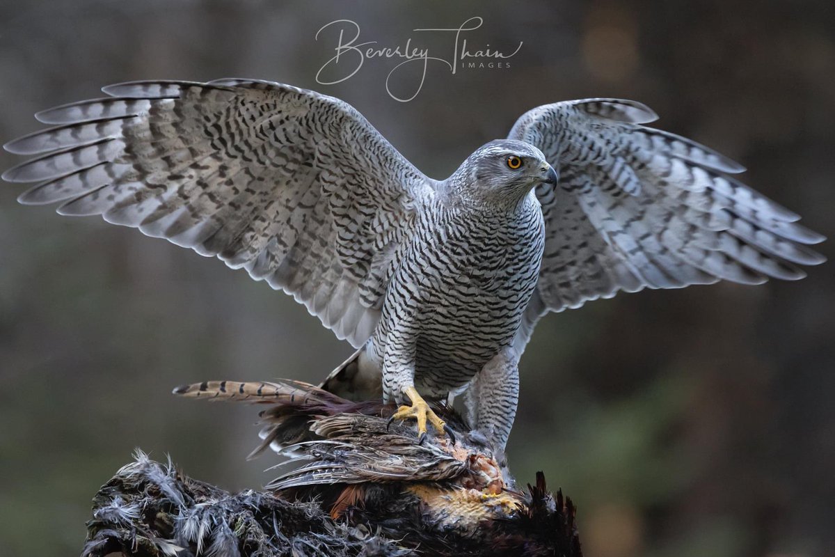The call sends shivers through your body. The sight of these Goshawks is something to behold..Just no words to how it feels!!!