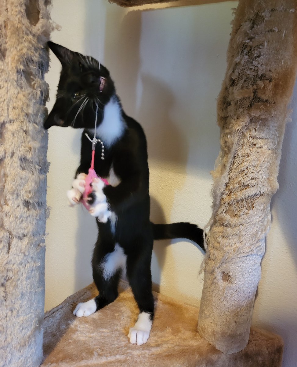 4lyfe_rescue's tweet photo. Flossing is a very important part of Taz's daily beauty regime
#Taz4Lyfe #kittens4Lyfe #CatsofCanberra #KittensofInstagram https://t.co/rKiqGoFRl1