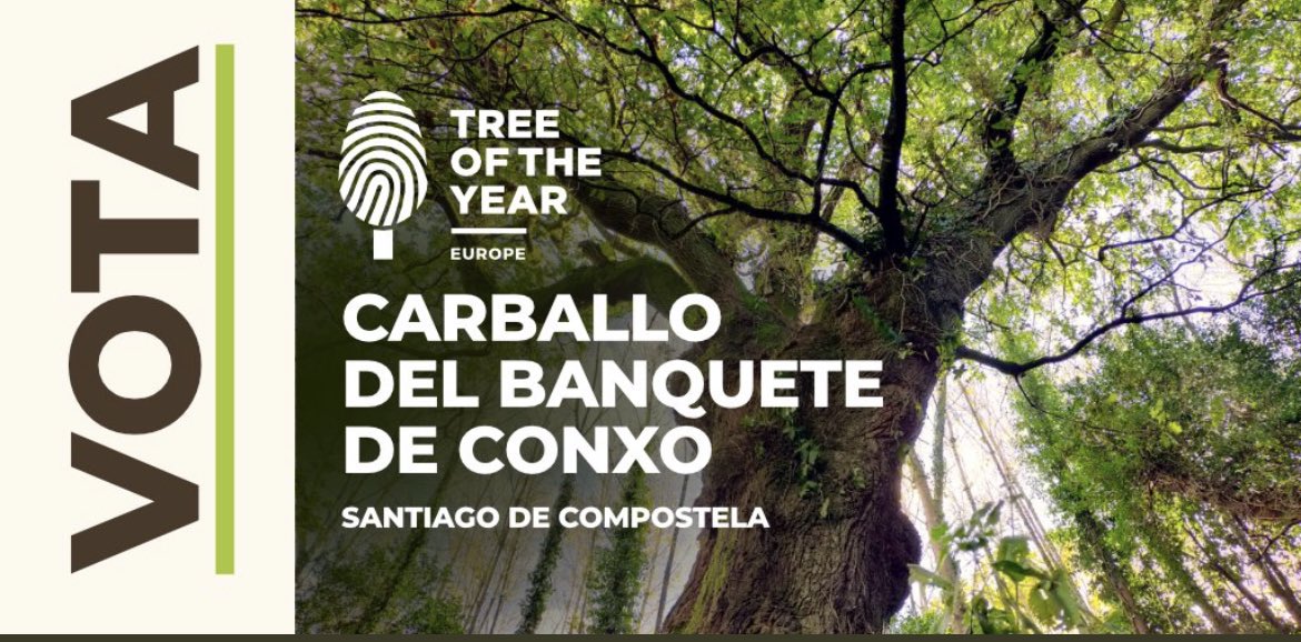 🚨🚨 Lembra que tes ata o 28 de febreiro para votar polo #CarballodeConxo como Árbore Europea do 2022

🗳️100.000 votos = 100.000 árbores de especies autóctonas🌳

Vota xa! bit.ly/3GkfC9A

#VotaCarballo #1voto1árbol #Árboleuropeo2022 #carballodeconxo