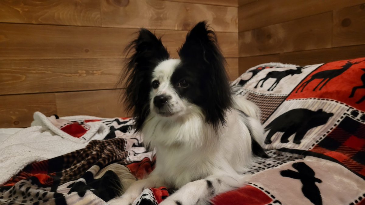 JackThePapillon's tweet photo. It's so cold outside! Good thing i'm in here. https://t.co/tqgzNR9Jp7