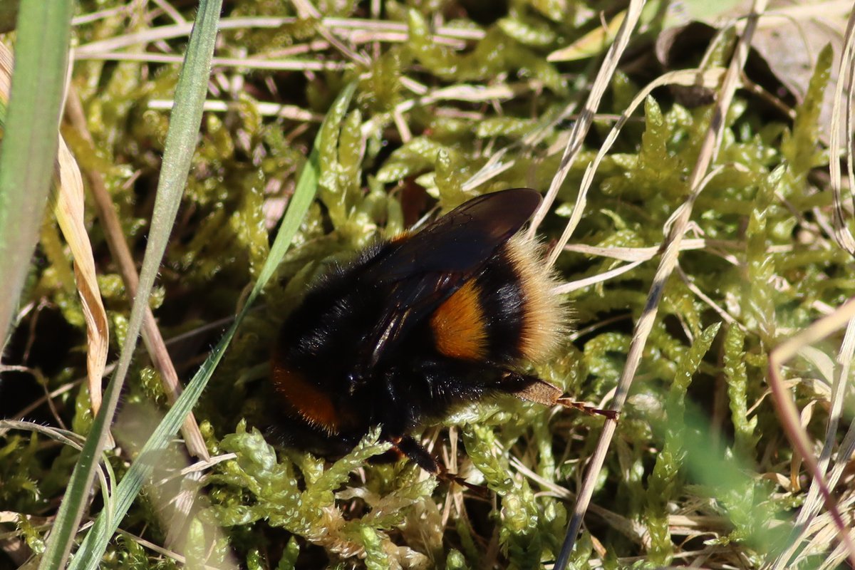 What a difference some sunshine makes. Several signs of spring this morning at Hilfield Res - a Peacock butterfly, a Buff-tailed Bumblebee and a Chiffchaff (which has wintered) giving some song. #hertsbirds #londonbirds