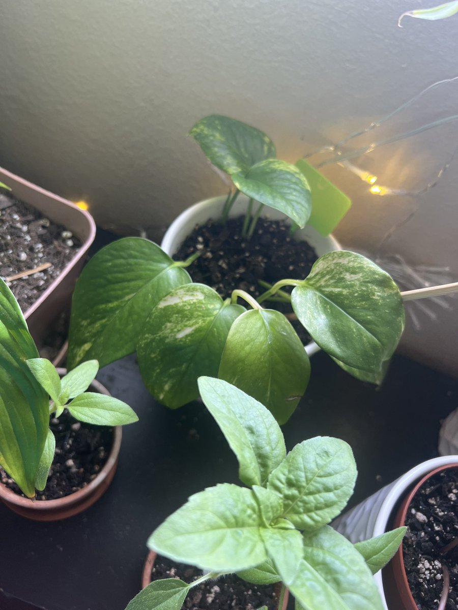 ImAWeirdoBabe's tweet photo. Im obsessed with #pathos I have 8 different plants of them. I have them from propagation to in soil. All at different stages.I would love a neon pathos. Here are a few of them. #iloveplants #MyCollection #devilsivy #marblequeen #vines https://t.co/4gbDIMrQO9