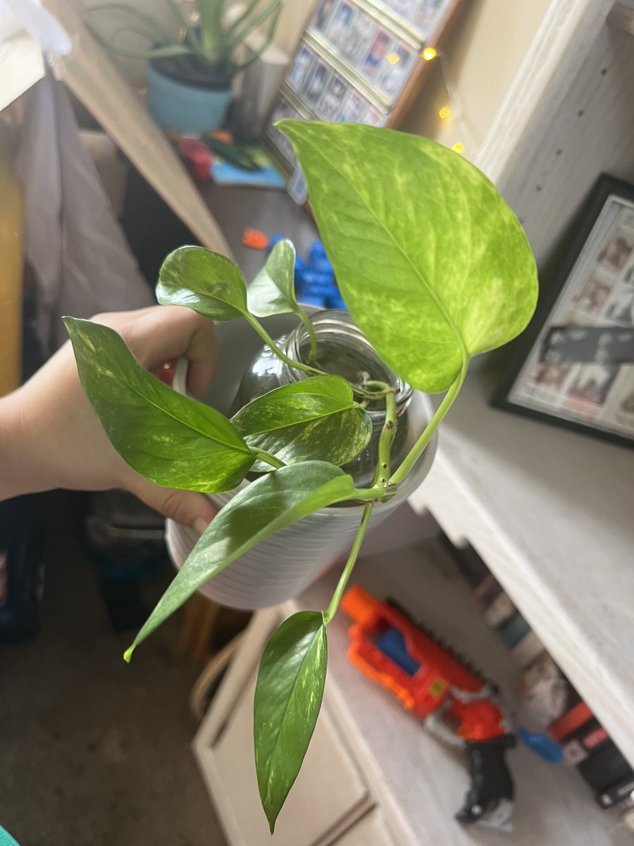 ImAWeirdoBabe's tweet photo. Im obsessed with #pathos I have 8 different plants of them. I have them from propagation to in soil. All at different stages.I would love a neon pathos. Here are a few of them. #iloveplants #MyCollection #devilsivy #marblequeen #vines https://t.co/4gbDIMrQO9