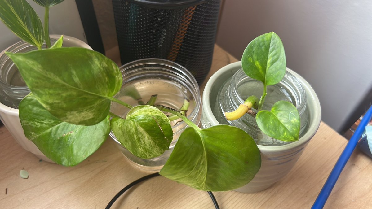 ImAWeirdoBabe's tweet photo. Im obsessed with #pathos I have 8 different plants of them. I have them from propagation to in soil. All at different stages.I would love a neon pathos. Here are a few of them. #iloveplants #MyCollection #devilsivy #marblequeen #vines https://t.co/4gbDIMrQO9