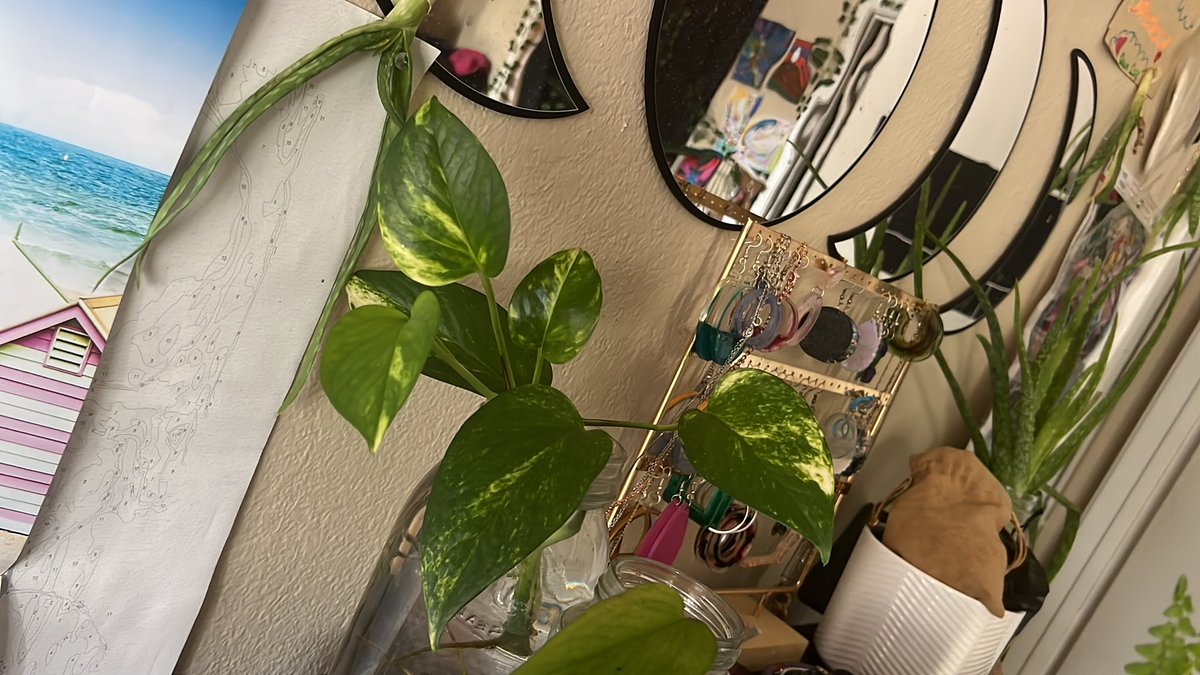 ImAWeirdoBabe's tweet photo. Im obsessed with #pathos I have 8 different plants of them. I have them from propagation to in soil. All at different stages.I would love a neon pathos. Here are a few of them. #iloveplants #MyCollection #devilsivy #marblequeen #vines https://t.co/4gbDIMrQO9