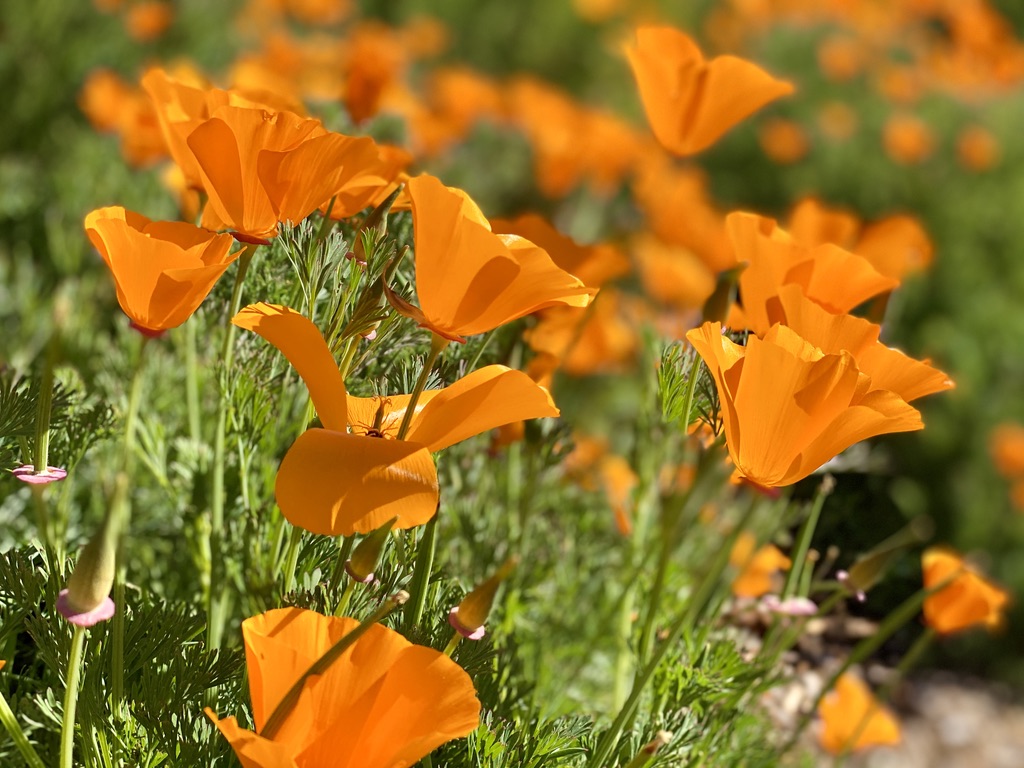 Spring is the best time to visit Sonoma County! Some great tips: bit.ly/3Iw6EZ4 #winetasting #sonoma