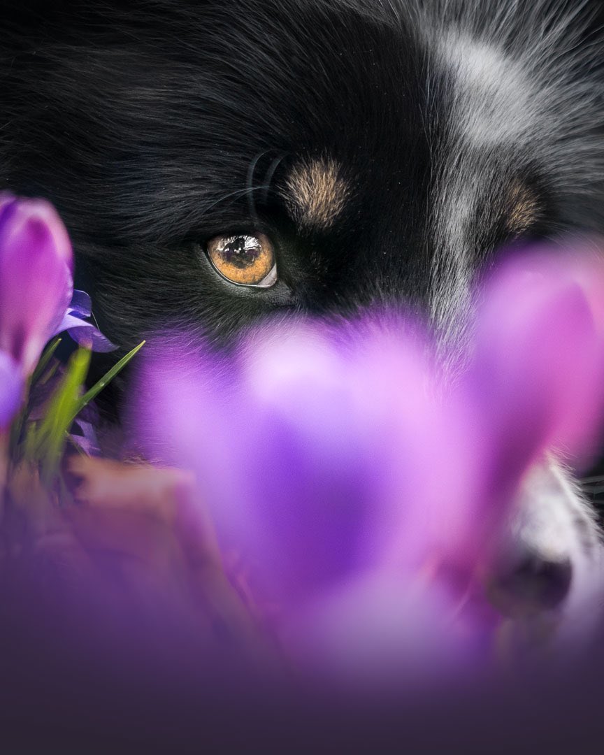 Found the first spring flowers 🌸 
#springiscoming #twitterdogcommunity #twitterdogs #dogsontwitter