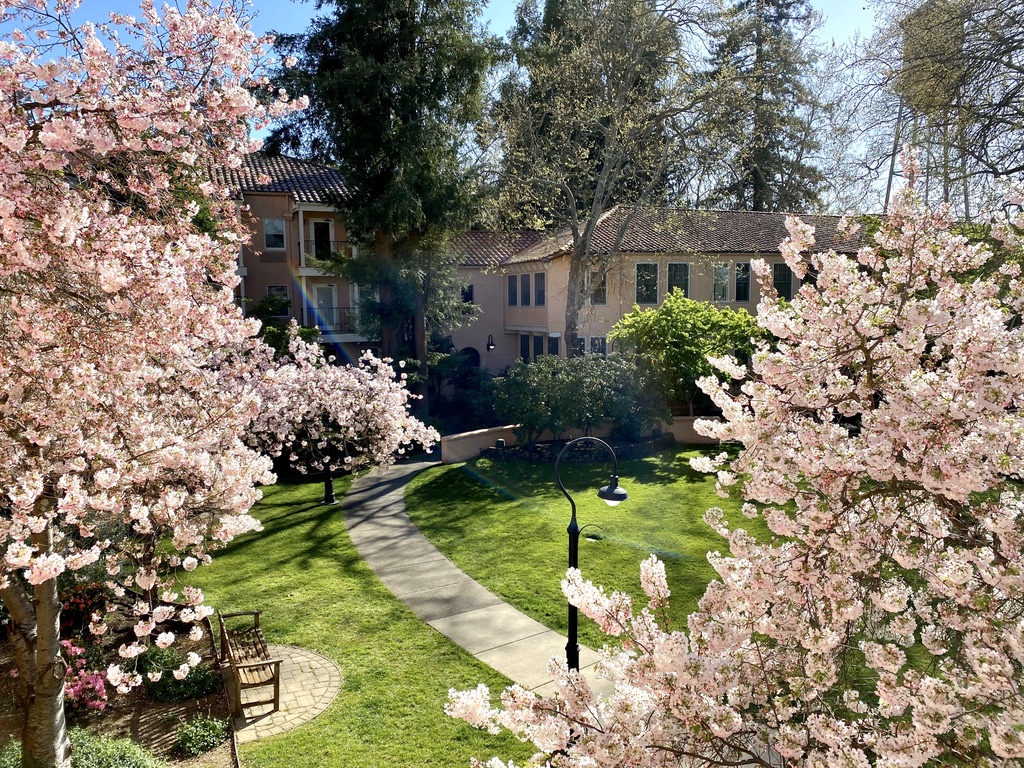 Spring blossoms at the Fairmont Sonoma Mission Inn - perfect time to visit! bit.ly/3Iw6EZ4 #springflowers #fairmont #sonomacounty