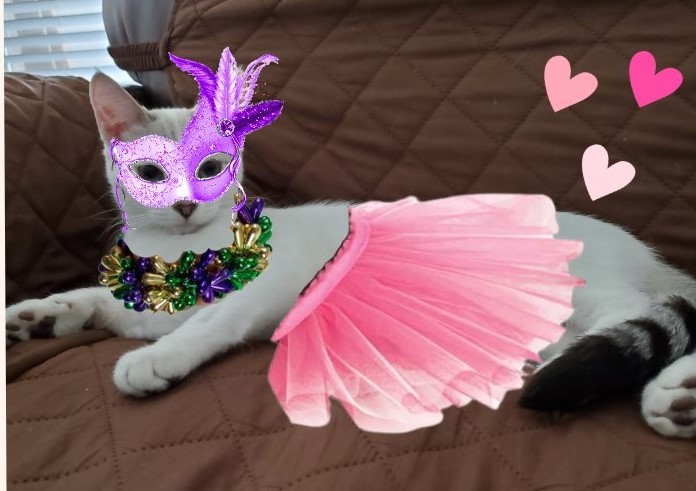 SnickersACat's tweet photo. @TabbyKat2022 here Tabby dear, now you are dressed for Mardi Gras ! there are still two more days left for #catcarnivale ask #mrwuggums for the calendar of events - the tutu will cover up the stitches and make it easier for you to dance ! (Maybe slow dance, if u get lucky...)
#hedgewatch https://t.co/pE0p35TuYK