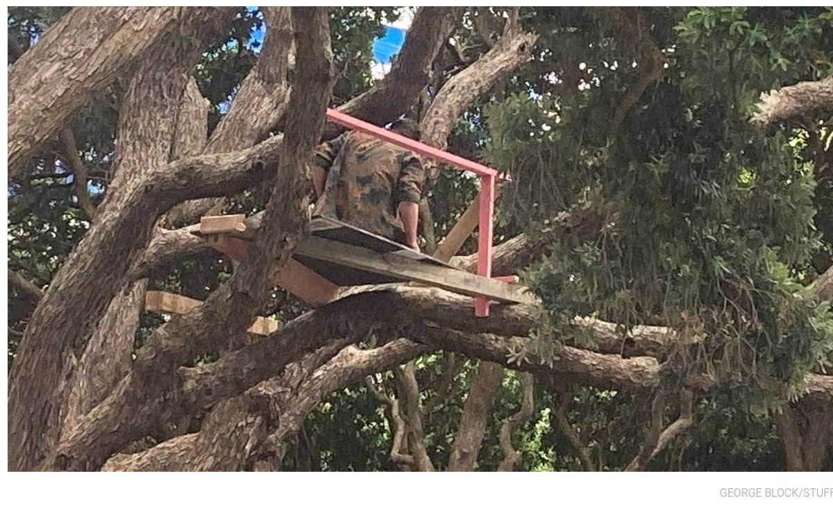 NZ Notable Trees tweet media