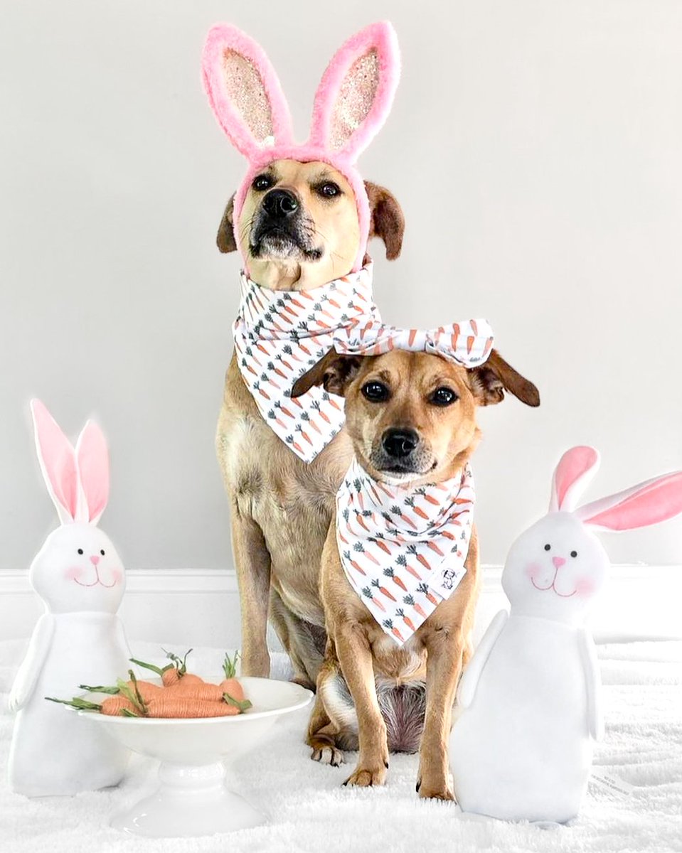 MousesCloset's tweet photo. Hoppy Sunday!

Our new Easter and Spring Collection launches on March 10th at 8:00pm EST
Are you are excited as we are?

#dogsofinstagram #DogsofTwittter #DogCommunity #woof #SundayFunday https://t.co/2BeUk5jVYb