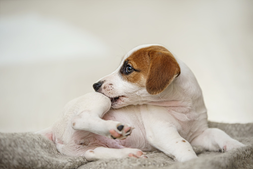 DoggosAll's tweet image. If dry, irritated, or flaky skin is making your dog uncomfortable, here is what you need to know about the causes, symptoms, and treatment when your dog has dry skin.

#alldoggos #dogblog #doghasdryskin

alldoggos.com/why-your-dog-h…