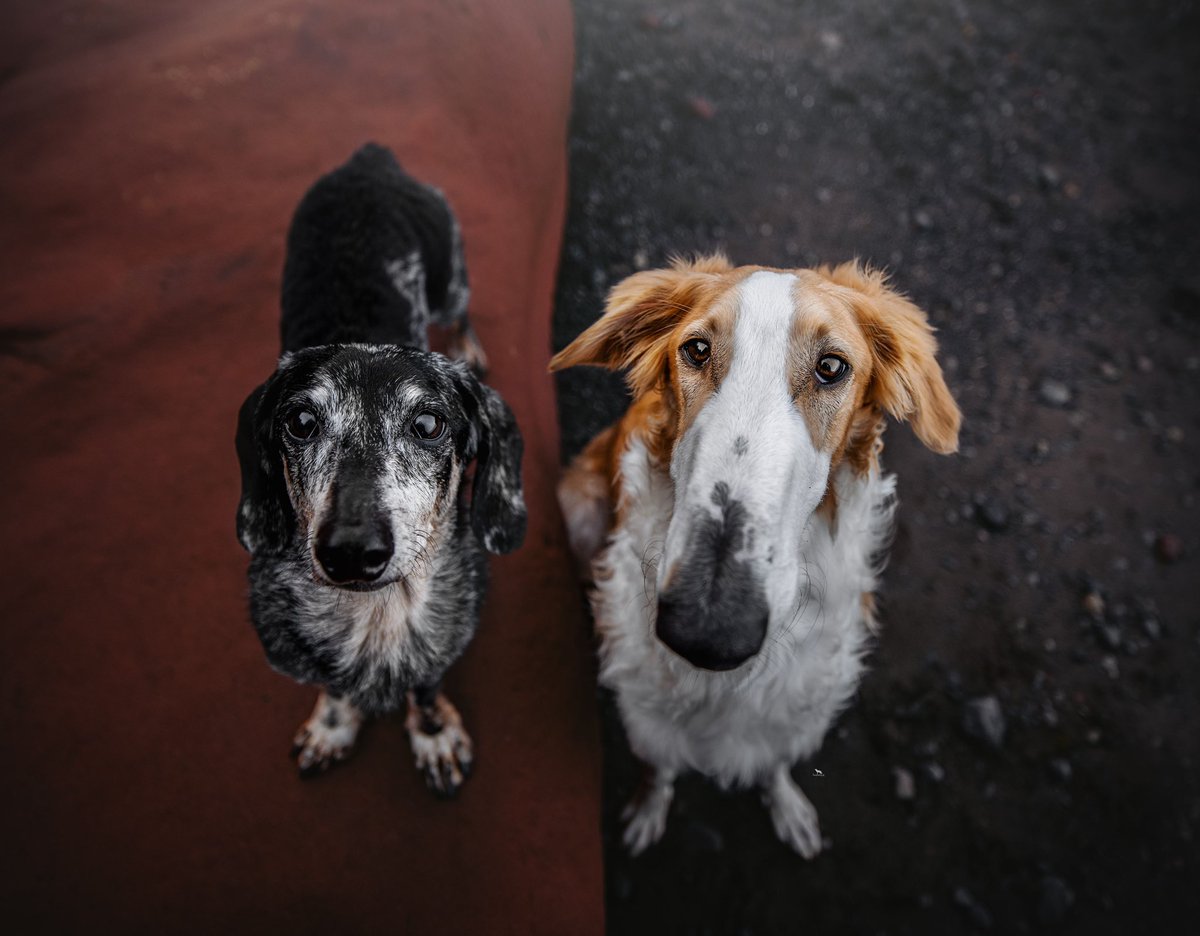 The Neighbourhood Wolf tweet media