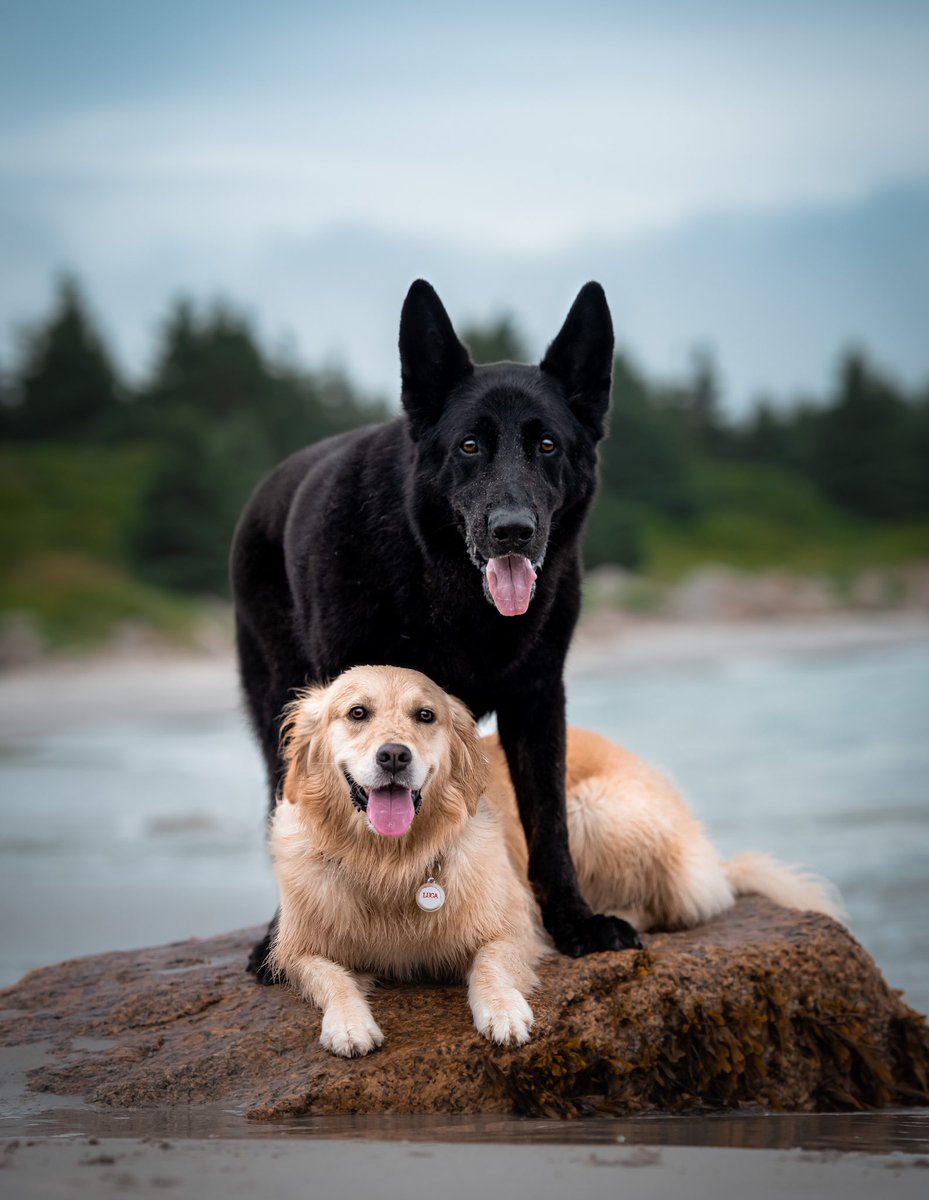 The Neighbourhood Wolf tweet media