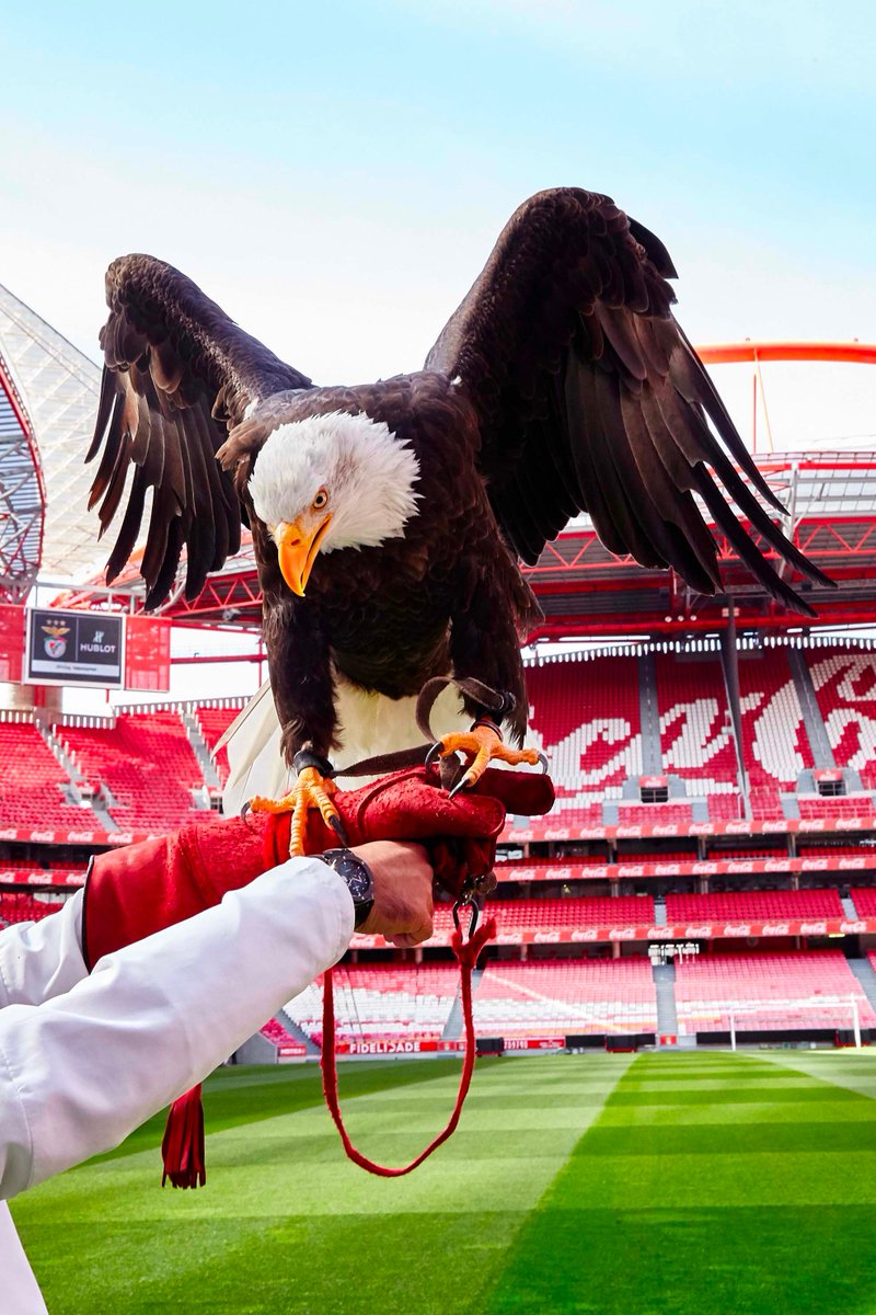 lnstantFoot's tweet photo. Le Benfica Lisbonne fête ses 118 ans d'histoire aujourd'hui ! 🎉🇵🇹🦅

🏆 37x Championnats du Portugal 
🏆 26x Coupe du Portugal
🏆 8x Supercoupe du Portugal
🏆 7x Coupe de la Ligue du Portugal
🏆 2x #UCL https://t.co/JXTHeAaYKE