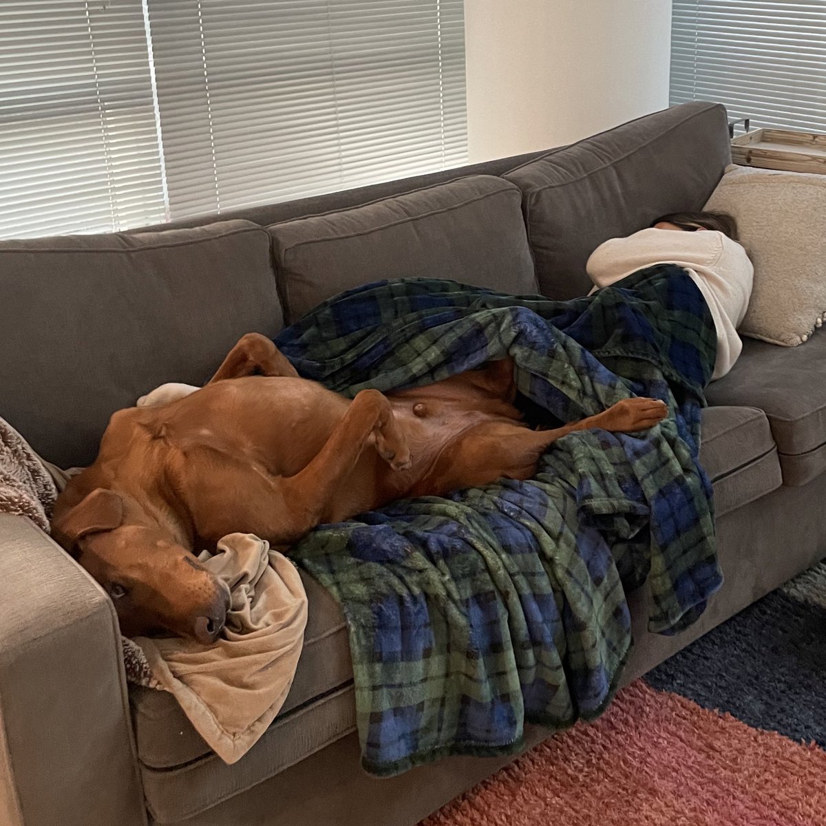 Kona’s out here looking like a rotisserie chicken #twitterdogcommunity