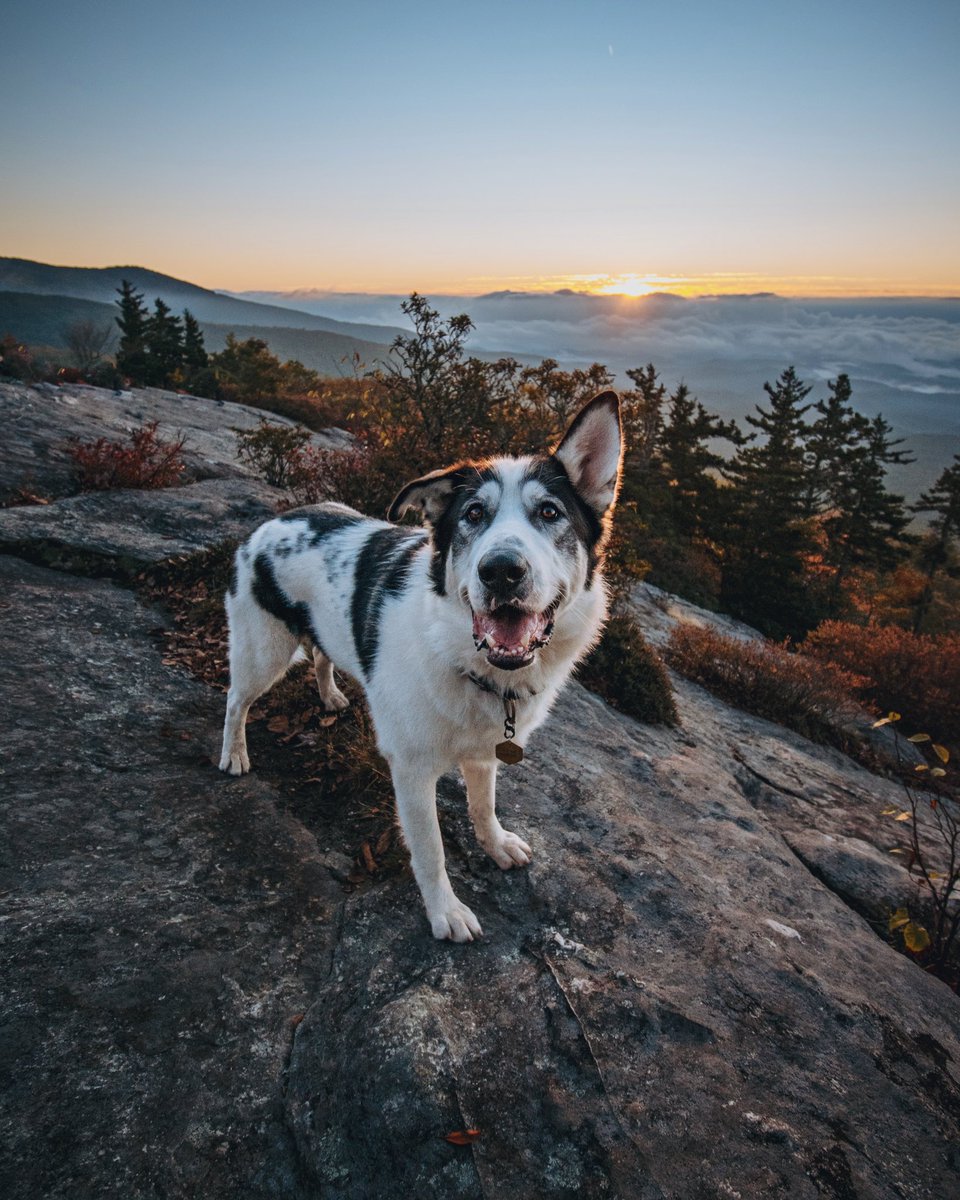 We did the thing!! We have made the switch from <a href="/Instagram/">Instagram</a> to <a href="/Twitter/">Twitter</a>! I have literally no idea what to expect or if this will even last, but here goes nothing! 😆
 
#dogsofinstagram #DogsofTwittter #dogsontwitter #pupfluencer #wedidit