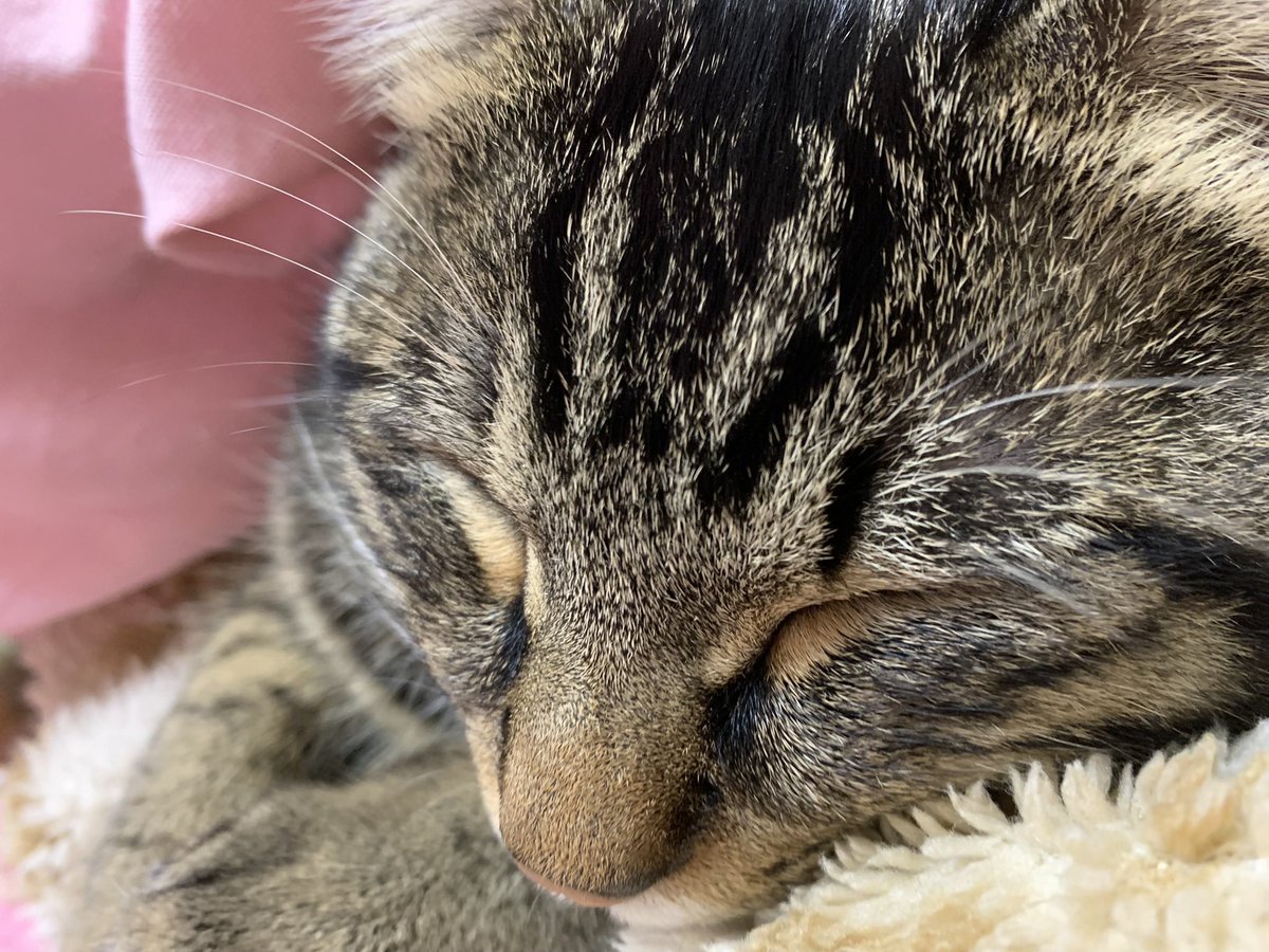 おはよーっ☀️
今日からテスト1週間前になったよ😭😭
今週も頑張っていこうね🔥

写真なかったからちゃちゃで🐱💓
#レイスタ
#彩