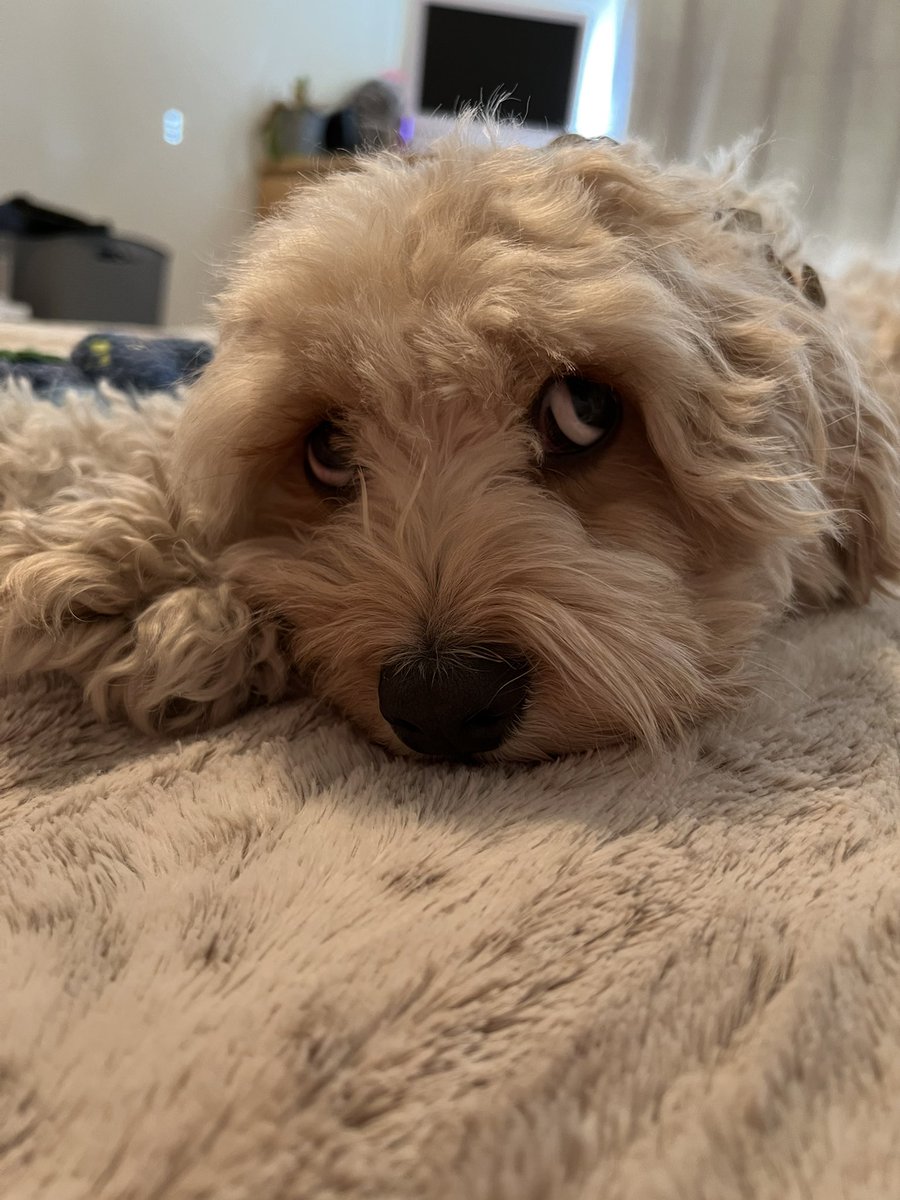 meghanm2012's tweet photo. You know why dogs are so great? Max hardly leaves my side on Sundays because I’m always stressed. Anyway, I don’t care that my life is Max centered because he makes everything better. #dontdeservedogs #maxthepup https://t.co/oYmgXnpkFR
