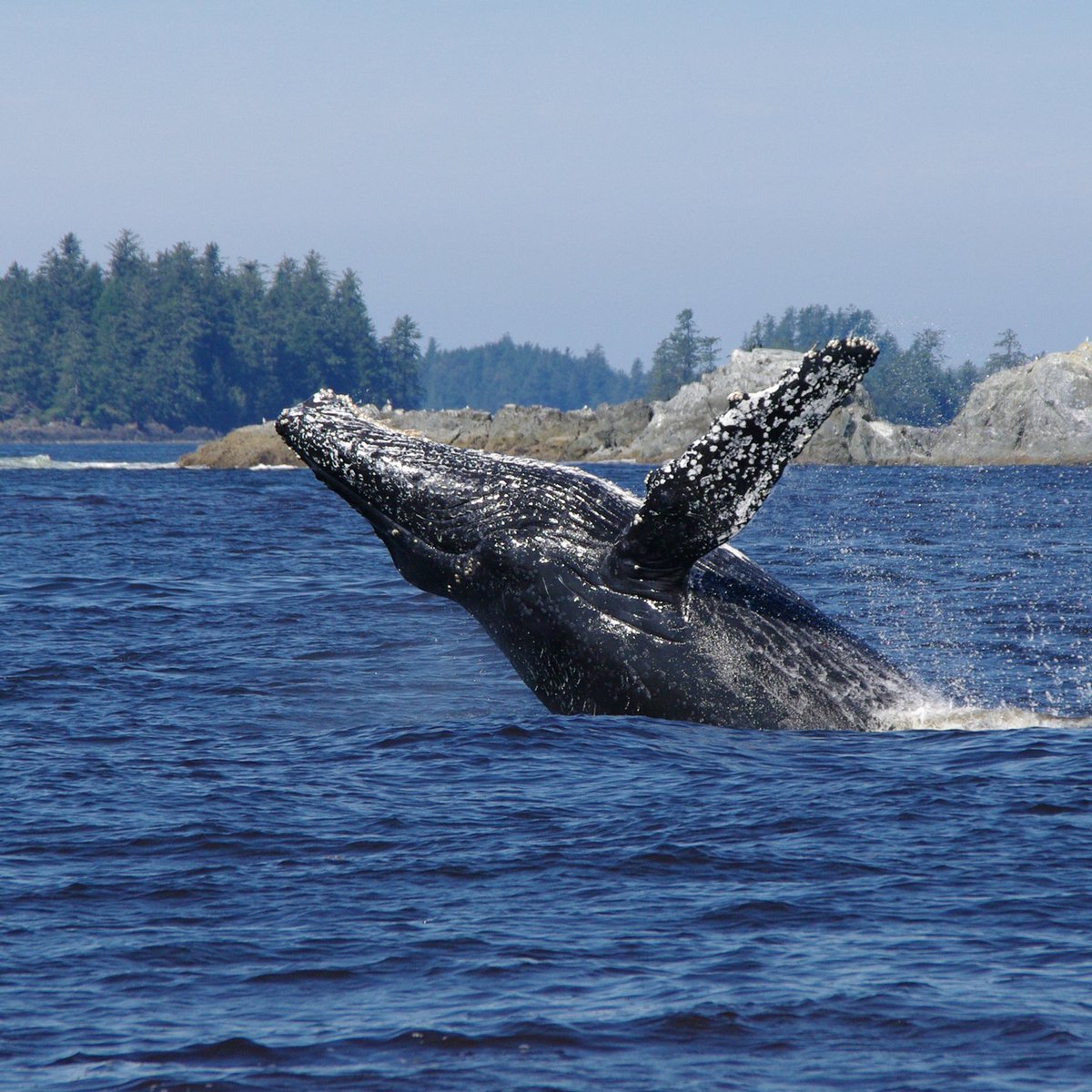TourismUcluelet's tweet photo. Ready for Whale Fest? π
This year, the festival is from March 18 - 26. Make sure to visit their website for all the details!
https://t.co/xmMZhSwWRH
#Ucluelet #WhaleFest #MyUcluelet #MyUkee https://t.co/WbuvVpIijv