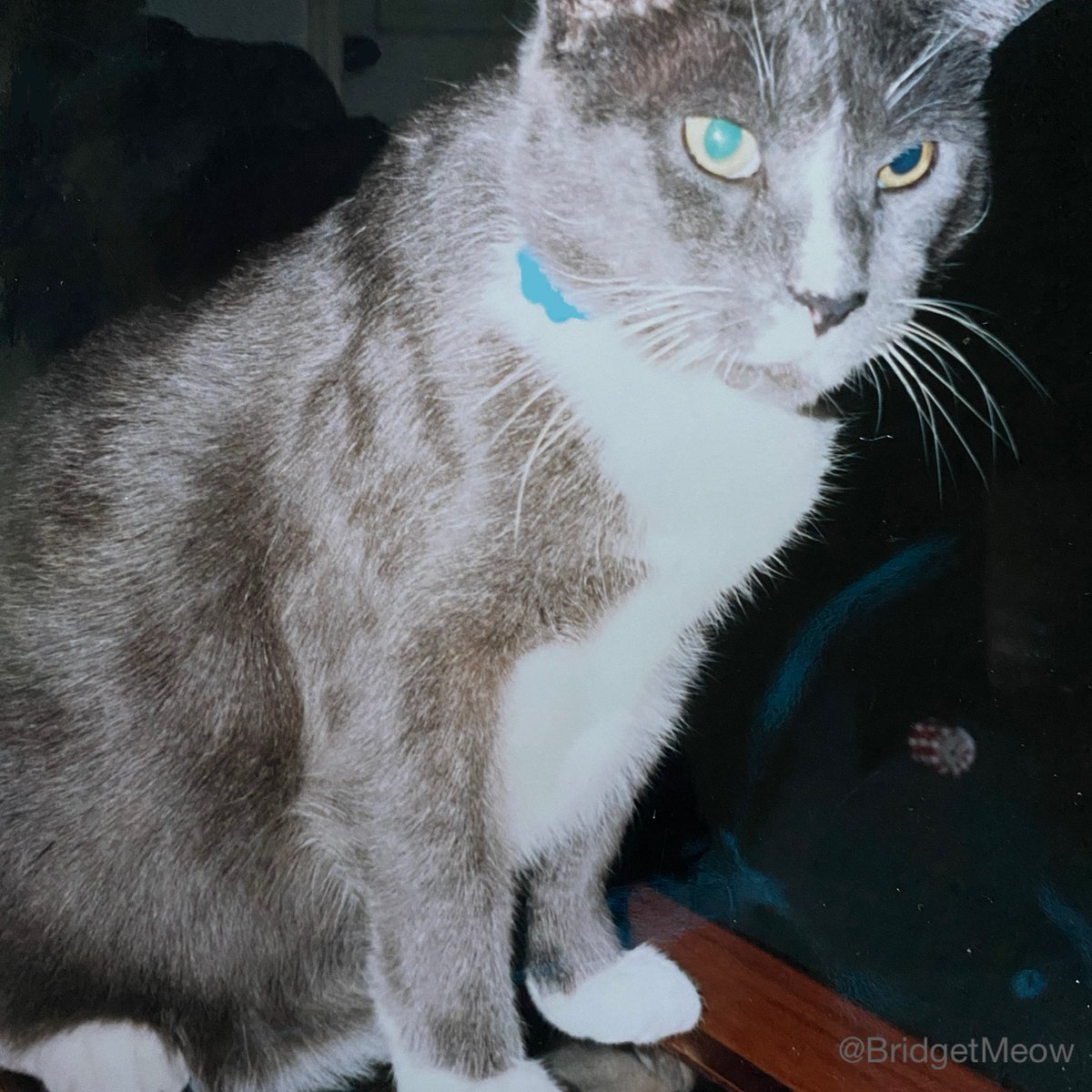 BridgetMeow's tweet photo. @zillarage So sorry Shane! I know it won’t fix the pain you’re going through right now, but just know your Greg and my Greg are now hanging out together playing with unlimited number of bottle caps and toilet paper tubes! 😹🐢🥰 https://t.co/M5YNTeDHf9