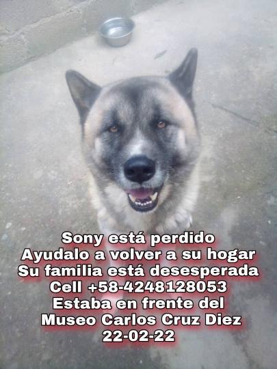 PerroUsuario Wof '•' tweet media