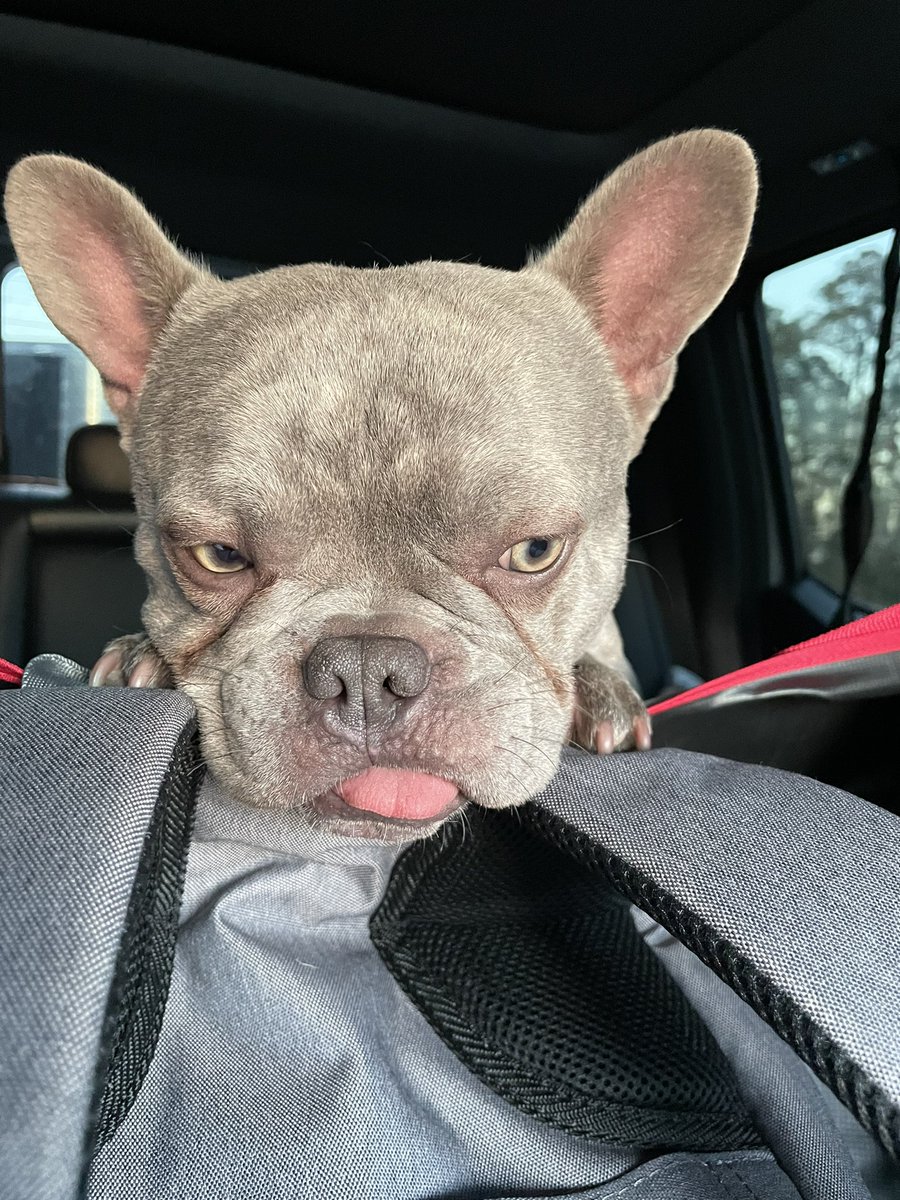 TXFamPups's tweet photo. #BitOnTheRoad #RoadTripWithBit #BitTheFrenchie https://t.co/fEip5MEs7t