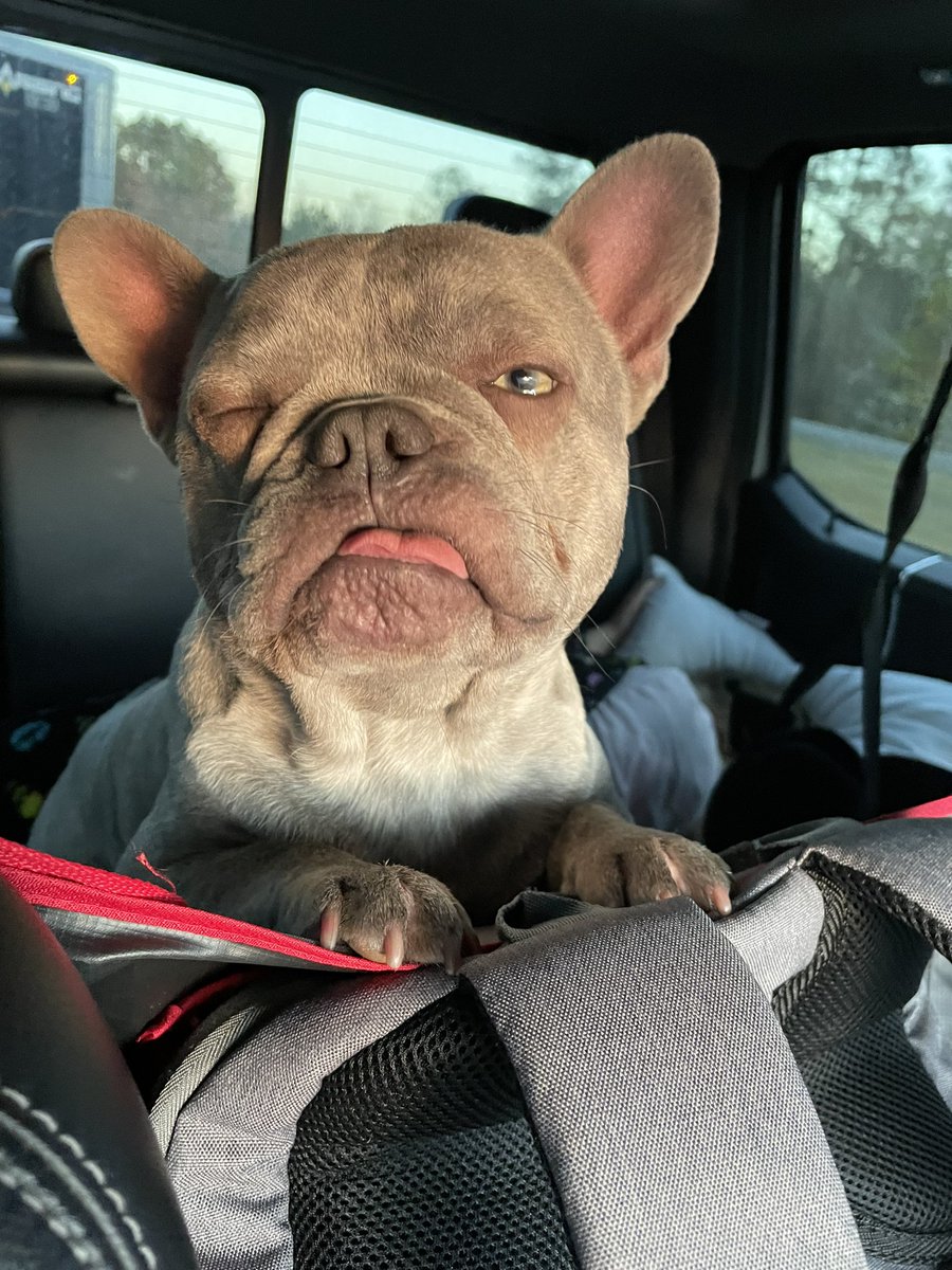TXFamPups's tweet photo. #BitOnTheRoad #RoadTripWithBit #BitTheFrenchie https://t.co/fEip5MEs7t
