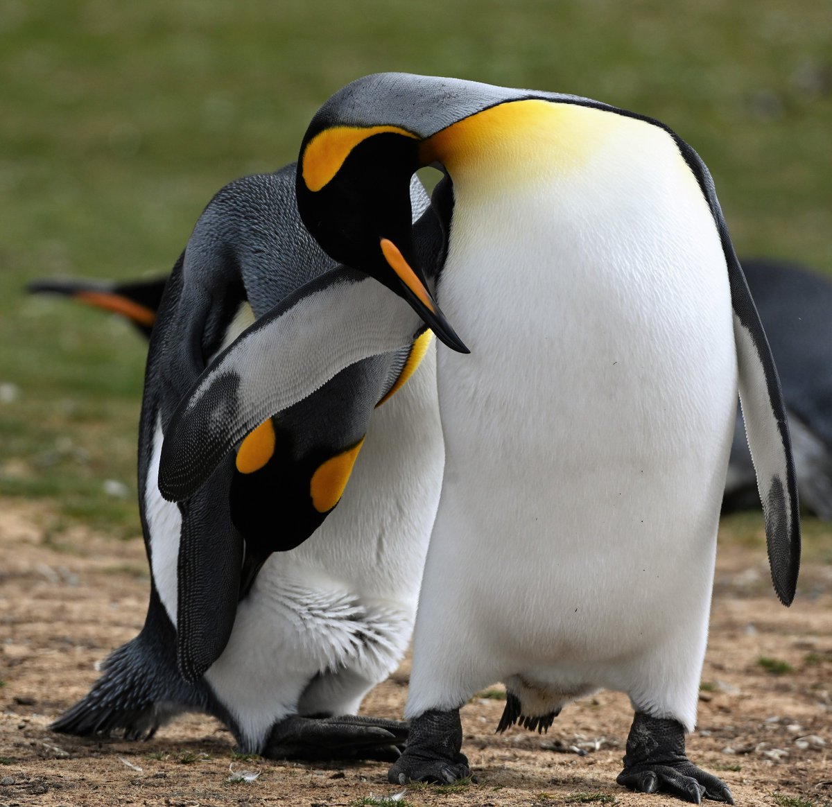 #kingpenguins #naturelover #penguins