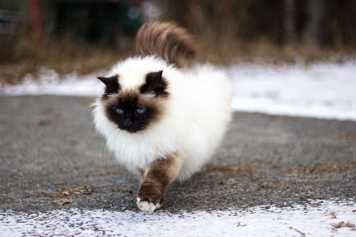 Hello im walking here, out of the way mom! 🐈👑

#Birman #Helligbirma #naturephotography #photo #cold