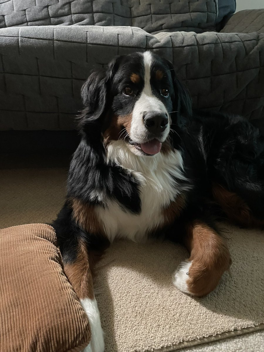 <a href="/narabernese/">Nara</a> Hi Nara! I’m Dixie!