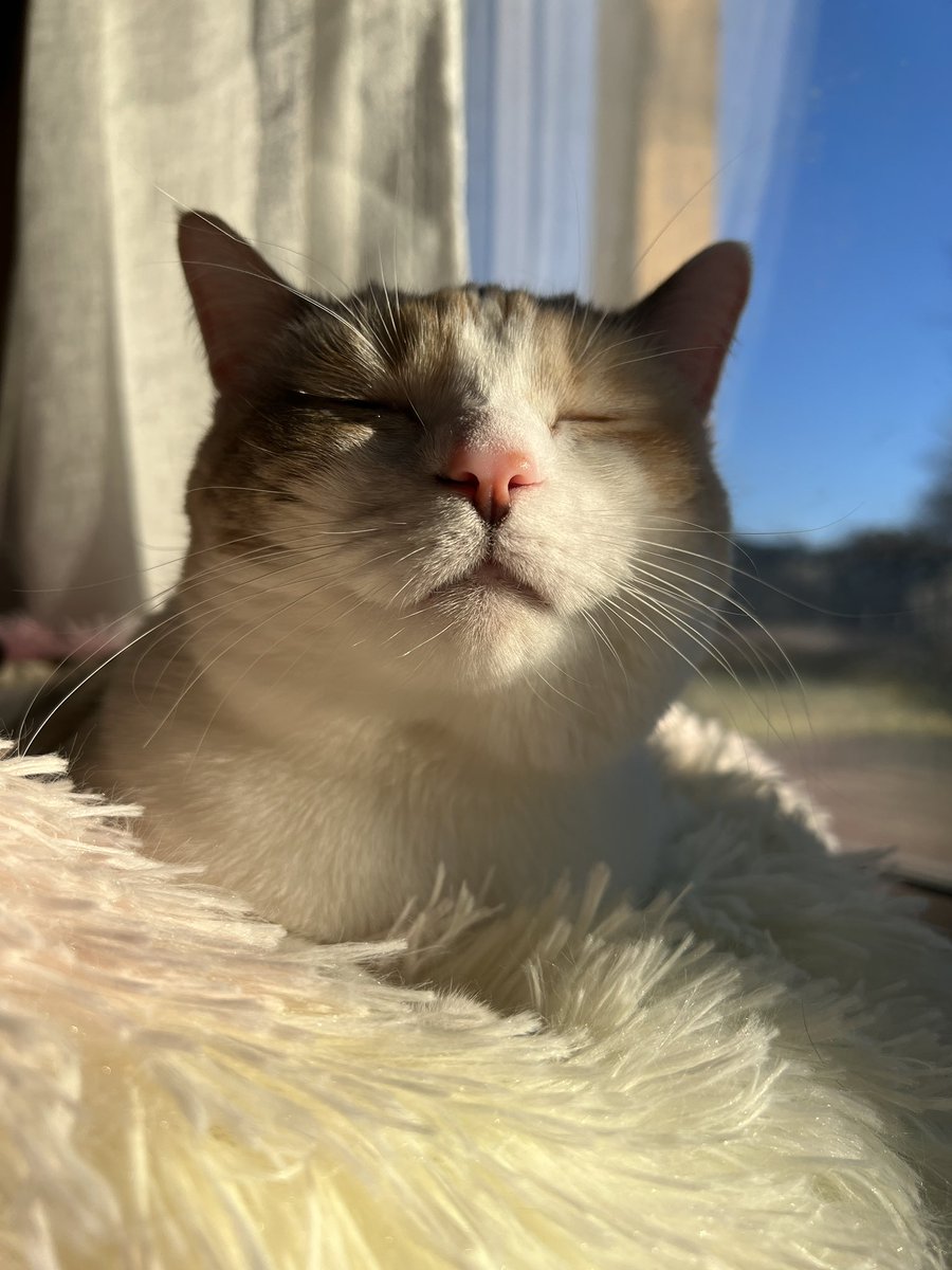 fatfatpankocat's tweet photo. Sun kitty https://t.co/Id1KKd8dAx