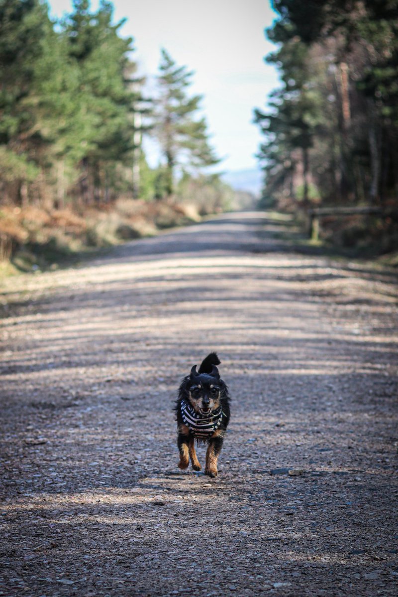 Weekend bimbles in the Sun! Spring is just around the corner 🌻💛🐾

#dogsoftwitter #dogtwittercommunity #littledog #Devon #dogsontwitter