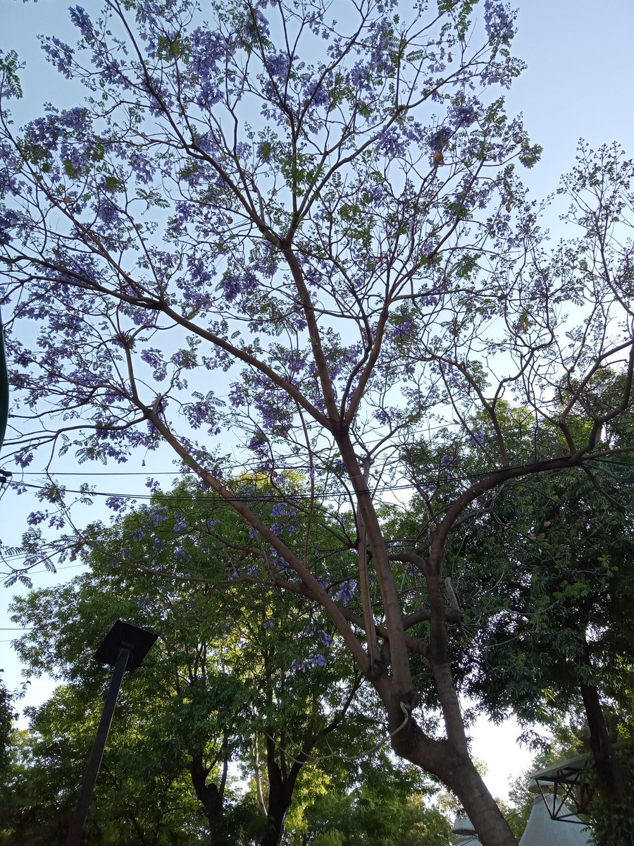 enesca's tweet photo. @warkentin Mtra. La primera #jacaranda de la temporada desde la Ciudadela, saludos https://t.co/HiApsdZ8Il